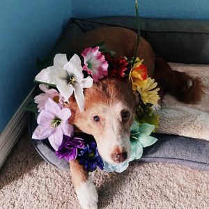 A red furred Australian Shepherd dog looking up and toward the camera. The dog is sitting on a dog bed and has a flower crown around her neck which has flowers arranged in the order of a rainbow.