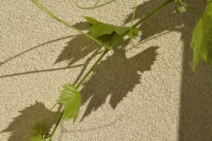 Close-up of green vine leaves casting shadows on a textured beige wall.