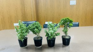 View larger photo: Four small plants in black pots sit on a conference table with chairs behind them.  