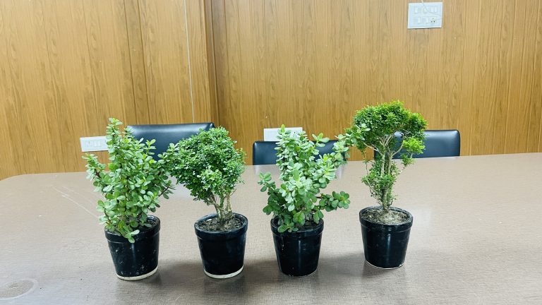 Four small plants in black pots sit on a conference table with chairs behind them.