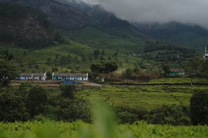 A scenic view of tea estate in cold weather of Ootty, a hill station in south India. In the middle ground, there is a row of small houses with colorful doors and a dirt road in front of them. The background features rolling hills covered in dense green foliage and larger trees, all beneath a cloudy, overcast sky with misty mountains in the distance.