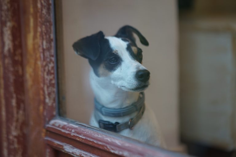 A small white and black dog wearing a gray collar is looking out of a window with a brown wooden frame.