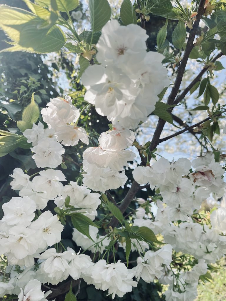 White plum flowers on tree branches in sunlight