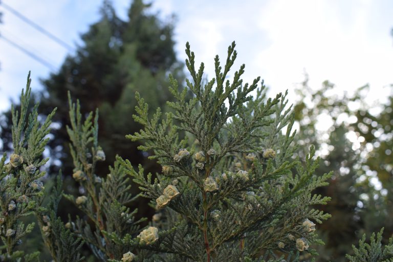 Close-up of a green conifer tree branch with small, cone-like structures against a background of other trees and a partly cloudy sky.