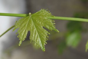 Grapevine leaves. 