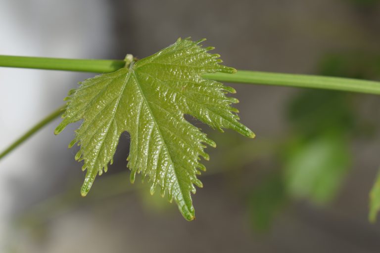 Grapevine leaves.