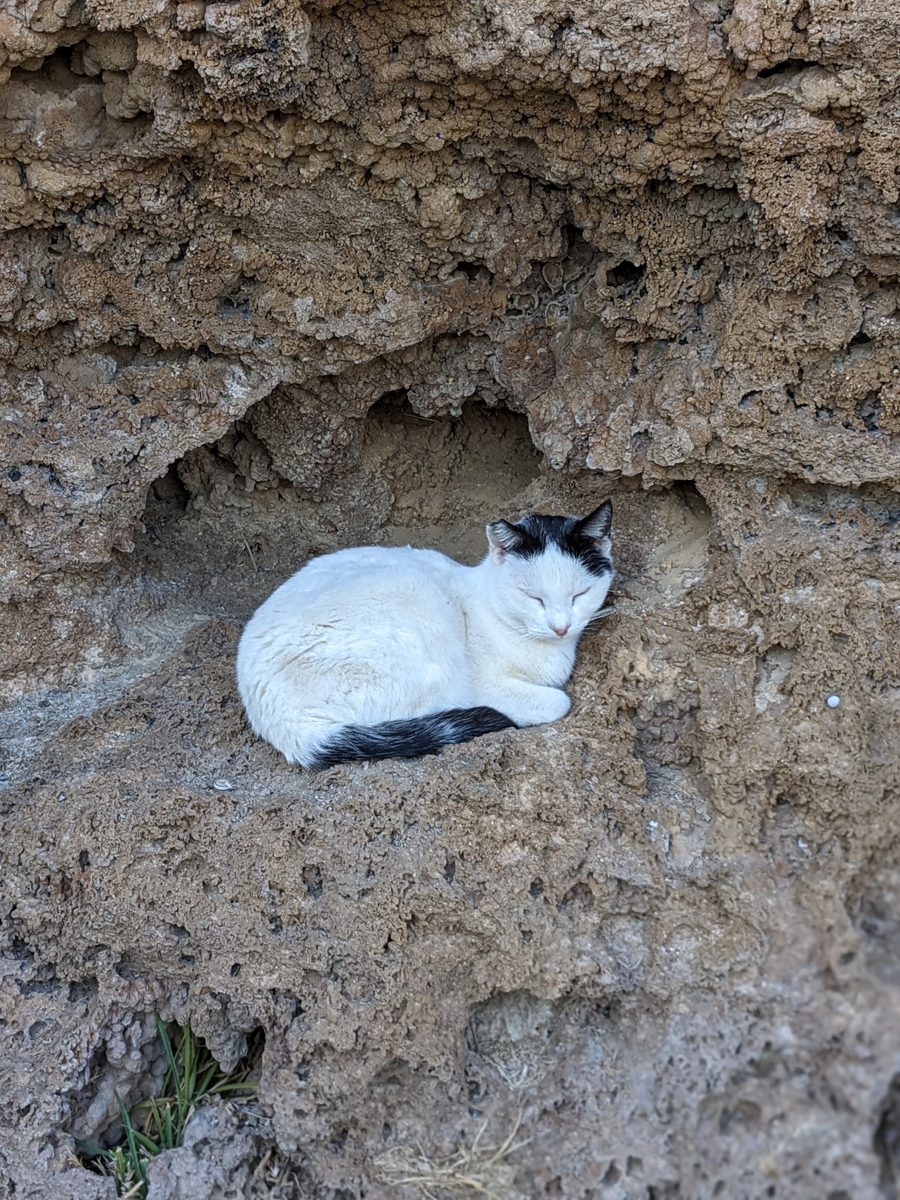 Sunbathing kitty