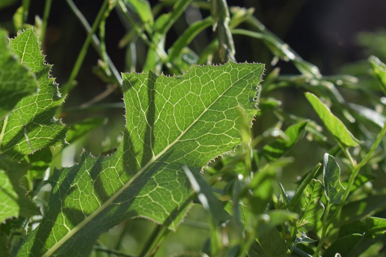 Close-up of green leaves with prominent veins and jagged edges, backlit by sunlight, surrounded by other green foliage