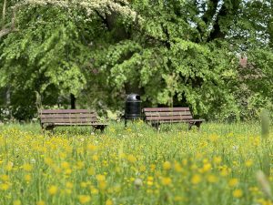 View larger photo: Two park benches and a trash can in the distance in a park filled with green grass, green trees, and yellow flowers.