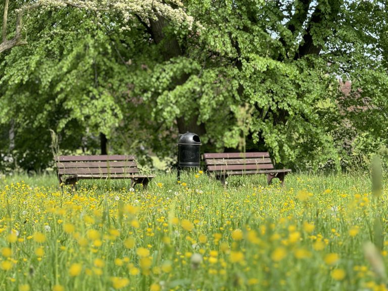 Two park benches and a trash can in the distance in a park filled with green grass, green trees, and yellow flowers.