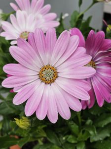 Close up of pink and white Dimorphotheca ecklonis flower. It is also known as Cape marguerite, African daisy, Van Staden's river daisy, Sundays river daisy, white daisy bush, blue-and-white daisy bush, star of the veldt. From Zurich, Switzerland.