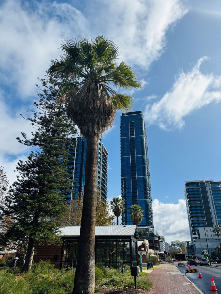 A view of tall buildings and tall trees with blue sky above on a sunny day.