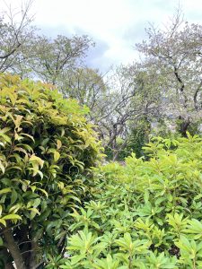 Lush green bushes with trees in the background and a cloudy sky overhead