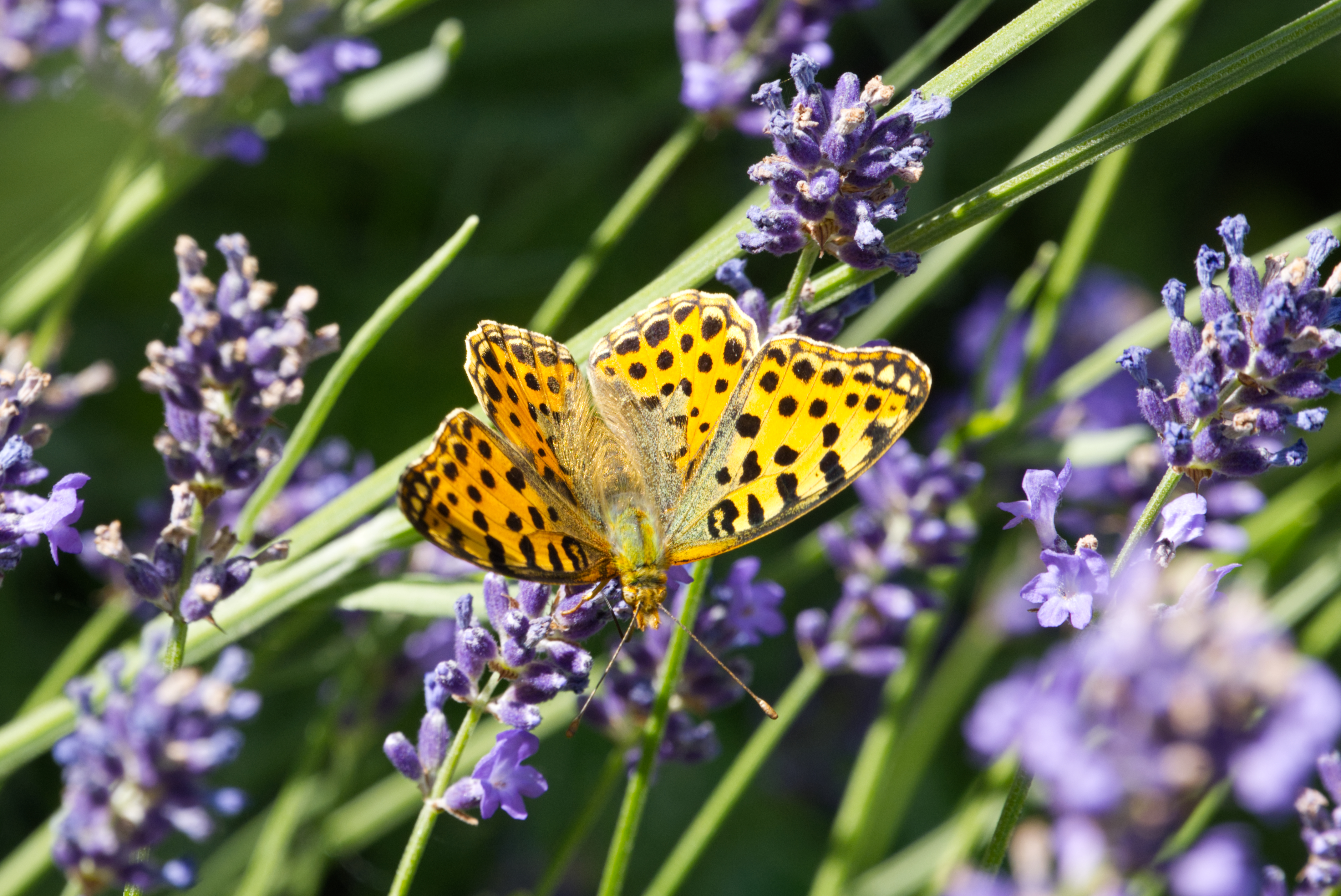 A butterfly resting on lavender flowers, showcasing its vibrant colors and delicate wings.