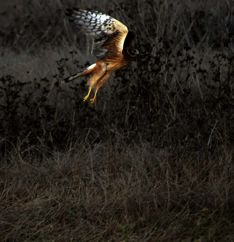 Raptor Ready for Landing.