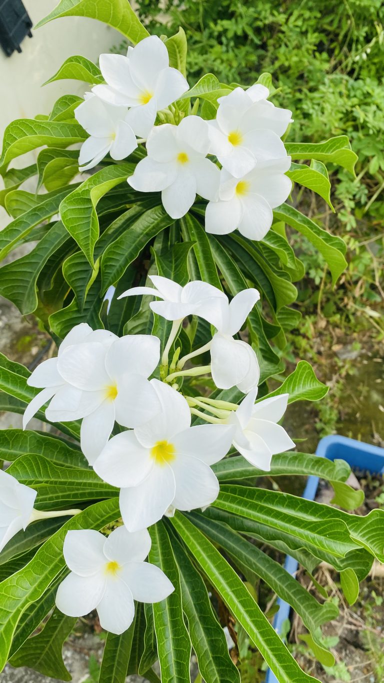 White plumeria flowers with yellow centers blooming amidst lush green leaves.