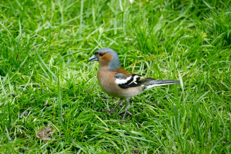 A chaffinch (Fringilla coelebs) looks for food in the grass.