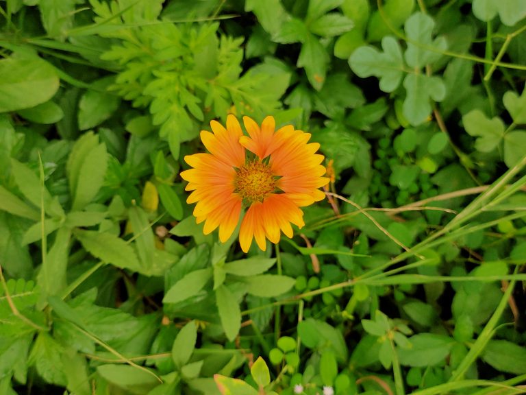 A single bright orange flower, photographed from above, with green leafs and grasses in the background.