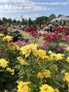 Yellow rose flowers 