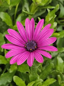 Close up of Dark pink Dimorphotheca ecklonis flower. It is also known as Cape marguerite, African daisy, Van Staden's river daisy, Sundays river daisy, white daisy bush, blue-and-white daisy bush, star of the veldt. From Zurich, Switzerland.