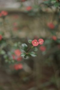 Two small red blossoms with yellow centers on a branch