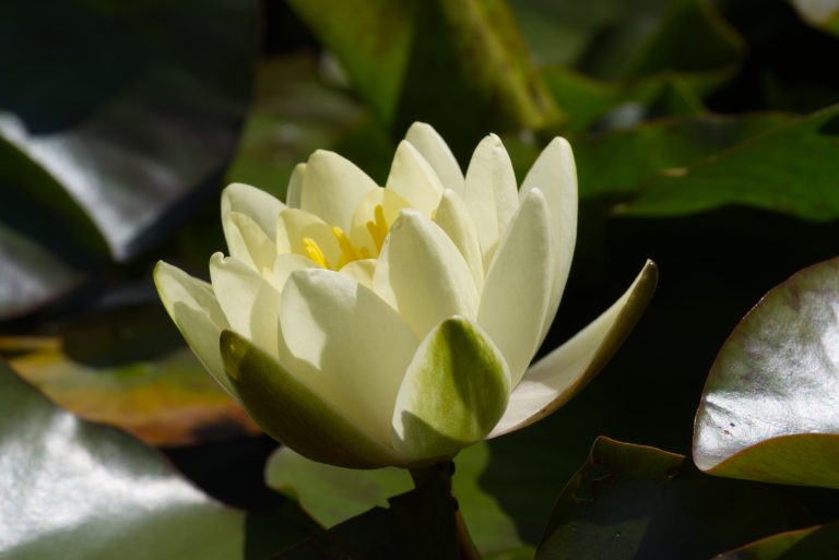 Side view of a blooming water lily with cream-white petals