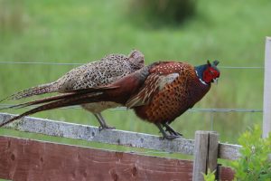 View larger photo: Male and female pheasants standing on a wooden fence.