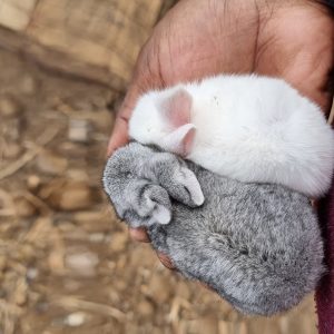 Two baby bunnies in a hand