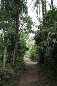 Walkway through a forest