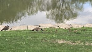 Adult and infant geese feeding on a grassy area next to a stone-banked pond