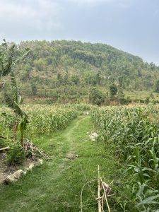 A narrow, grassy path leads through a lush, green field of crops towards a hill covered in dense trees.