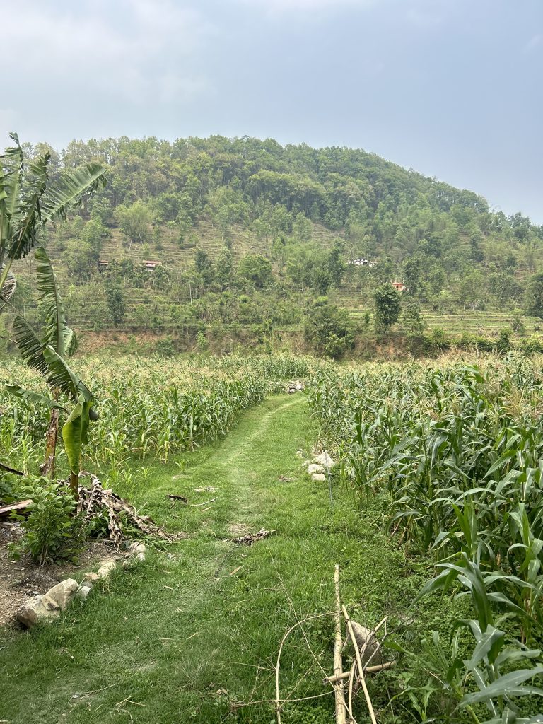 A narrow, grassy path leads through a lush, green field of crops towards a hill covered in dense trees.