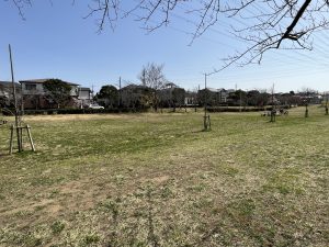 A grassy field with bare trees and some trees supported by wooden stakes. The background consists of residential houses and a clear blue sky.