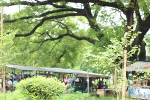 A large tree branch with lot of green area including small tree beside, eye catching green, natural green.