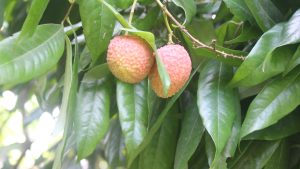 Two ripe lychee fruits hanging from a tree, surrounded by green leaves.