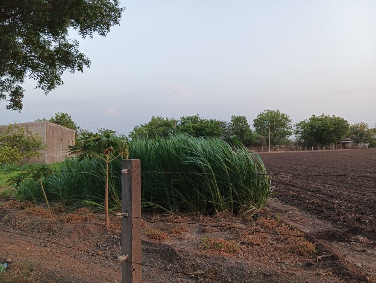 A rural scene featuring a small garden area with tall, leafy green plants next to a dirt path. In the background, there is an unplanted, tilled field and a few trees. A concrete post with barbed wire fencing separates the garden from the field. A building with a simple, rustic design is partially visible on the left side of the image.