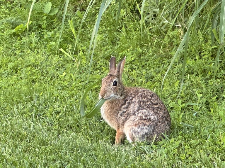 A cute brown-gray bunny looks into the camera while eating a long blade of grass (half of it still sticking out of its mouth).