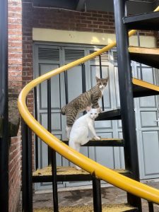 Two cats, one white and one tabby, are sitting on a yellow spiral staircase outside a building with brick walls and gray doors. The cats appear to be looking curiously at the camera.
