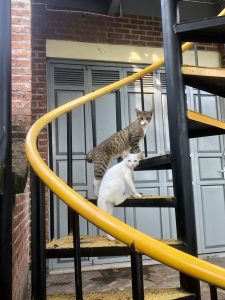 Two cats, one white and one tabby, are sitting on a yellow spiral staircase outside a building with brick walls and gray doors. The cats appear to be looking curiously at the camera.