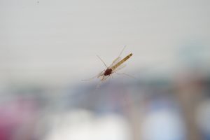 View larger photo: Close-up of a mosquito with fine details on its body and wings, set against a blurred background.