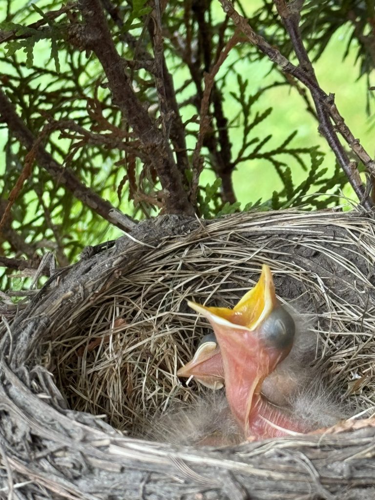 A birds nest with a 2 day old baby bird sticking their open mouth out of the nest for food.