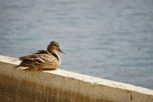 A brown and black duck with a blue patch on its wing sits on a concrete ledge with a body of water in the background.