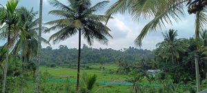 Picture taken from the top of a house showing a paddy field, coconut trees and a forest in the distance.