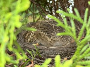 A birds nest in a bush with two baby birds. One beak is sticking out and resting on the edge of the nest. 