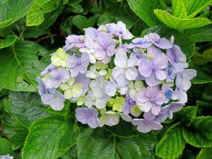 Close-up of a blue and white flower with delicate petals and vibrant colors.