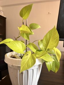 A money plant with vibrant green leaves is potted in a white plastic pot.