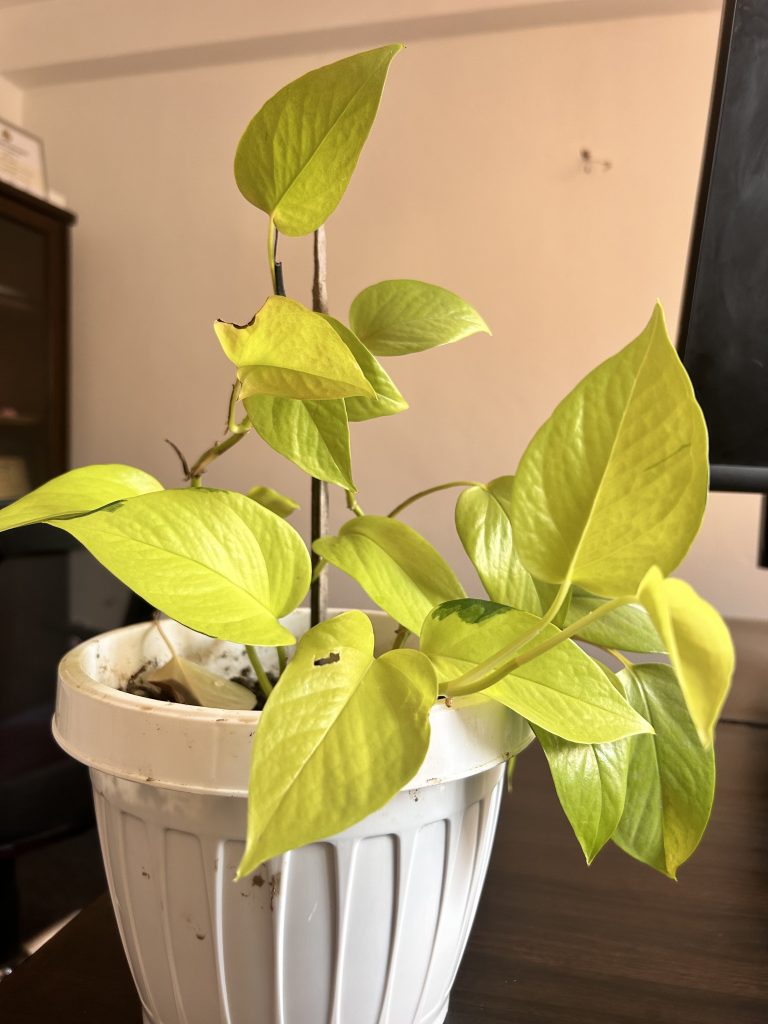 A money plant with vibrant green leaves is potted in a white plastic pot.