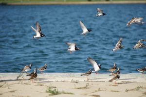 Birds with black, white, and brown plumage, some in flight and some standing on the ground, near a large body of water