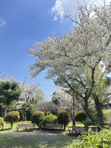 Three park benches underneath blossoming trees in a park with various types of bushes near to them.