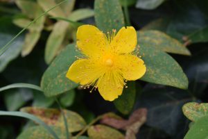 这是一朵明亮的黄色花朵的特写镜头，它有纤细的花瓣和被绿叶包围的大量雄蕊。